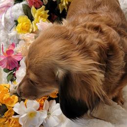 Dachshund Puppies from CLARK'S BREEDING PROGRAM