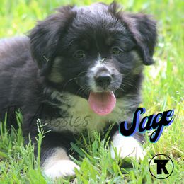 Australian Shepherd, Miniature Australian Shepherd, and Toy Australian Shepherd Puppies from TK Standard, Mini, & Toy Aussies