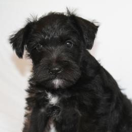 Black Girl 2 - Black female Miniature Schnauzer puppy in Spring Hill, Florida from Suncoast Miniature Schnauzers