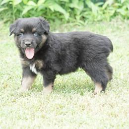 Willy - Black tri male Miniature Australian Shepherd puppy in Ada, Oklahoma from Caprock Mini & Toy Aussies