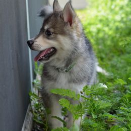Siberian Husky Puppies from SoFlo Siberians