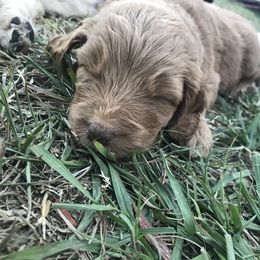 Goldendoodle Puppies from Izzy's Doodles