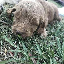Goldendoodle Puppies from Izzy's Doodles