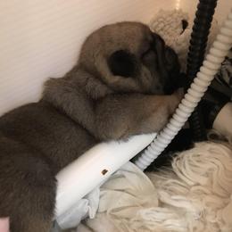 Pug Puppies from Pickwick Pugs