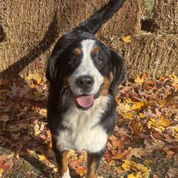 Willow - Bernese Mountain Dog