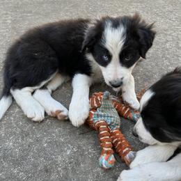 Border Collie Puppies from Roaring River Border Collies