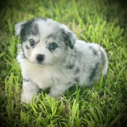 Australian Shepherd Puppies from HP Aussie Kennels