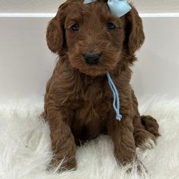 Light blue Girl - Red  female Goldendoodle puppy in Waskom, Texas from Pearls & Curls doodles & poodles