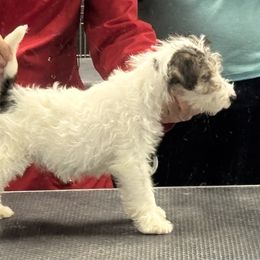 Snow White - White tan and black female Wire Fox Terrier puppy in Hermitage, Pennsylvania from Alisteen Wires