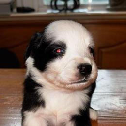 Boy 2 - Black & white male Toy Australian Shepherd puppy in Ocala, Florida from Crazy Aussie Chaos