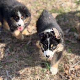 Boy 1 - Black tri-color male Australian Shepherd puppy in Millville, New Jersey from Creekside Canines