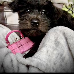 Miniature Schnauzer Puppies from Sophie’s Choice Puppies