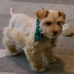 Jazz - Miniature Schnauzer