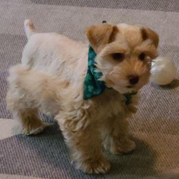 Jazz - Miniature Schnauzer