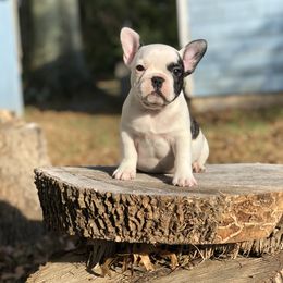 French Bulldog and Nova Scotia Duck Tolling Retriever Puppies from Folklore Den