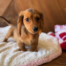 Nicky - Red male Dachshund puppy in Pflugerville, Texas from Dream A Dream Dachshunds