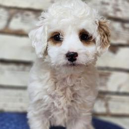 Tiny - Parti male Goldendoodle puppy in Austin, Texas from Austin Doodles & Poodles