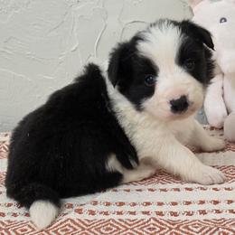 Girl 1 AKC Champion lines - Black and white female Border Collie puppy in Newalla, Oklahoma from Roughstock Border Collies and Dachshunds