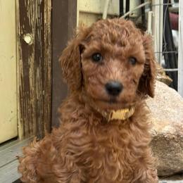 Tan former Yellow - Apricot female Poodle puppy in Keedysville, Maryland from Sunshine Red Standard Poodles
