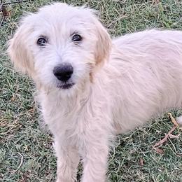 Susie - Cream female Goldendoodle puppy in Dallas, Texas from Bishop Golden Doodles