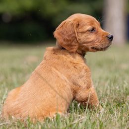 Golden Retriever Puppies from Stormy Hill Golden Retrievers
