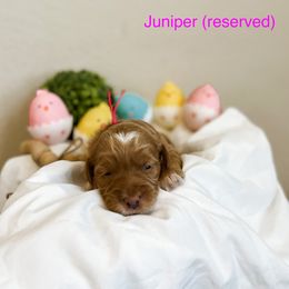 RESERVED - Apricot Goldendoodle puppy in Cleburne, Texas from Garrett Family Doodles