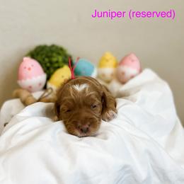 RESERVED - Apricot Goldendoodle puppy in Cleburne, Texas from Garrett Family Doodles