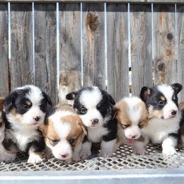 Pembroke Welsh Corgi Puppies from Farm Charm Corgis