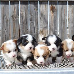 Pembroke Welsh Corgi Puppies from Farm Charm Corgis