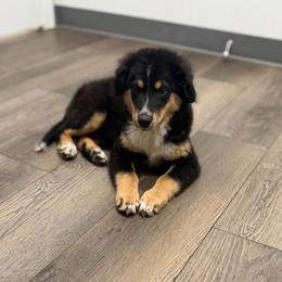 Dark pink - Black tri female Miniature Australian Shepherd puppy in 32046, Florida from River Hill Ranch