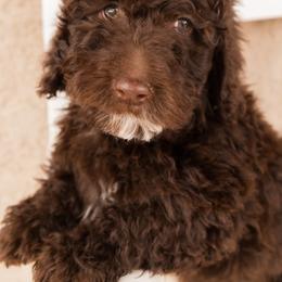 Aussiedoodle and Goldendoodle Puppies from Ever After Doodles Arizona