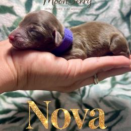 Nova - Chocolate and tan female Dachshund puppy in Tecumseh, Oklahoma from MoonBerry Miniature Dachshunds