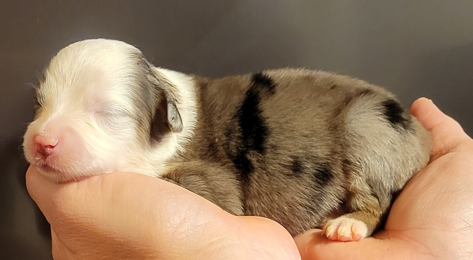 Miniature Australian Shepherd Puppies from TC Farms Stock Dogs