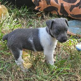 Tyler - White and blue male Rat Terrier puppy in Lynn, Alabama from Cryptic Rat Terriers
