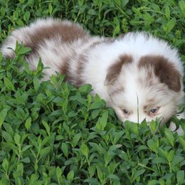 Australian Shepherd Puppies from Starlit Grove Australian Shepherds