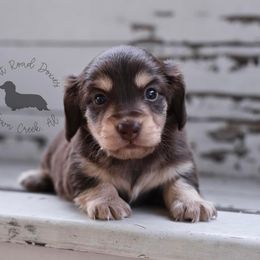 Dachshund Puppies from Dirt Road Doxies