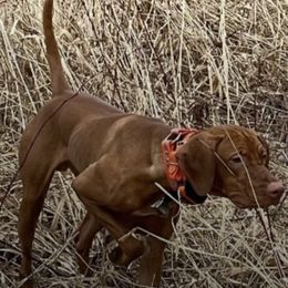 Vizsla Puppies from Two Ponds Farm Vizslas