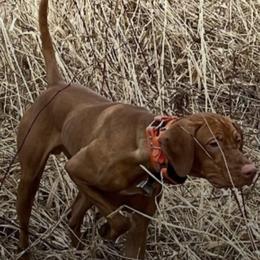 Vizsla Puppies from Two Ponds Farm Vizslas