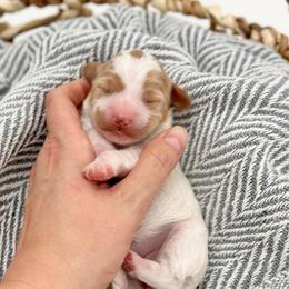 Coral - Parti female Goldendoodle puppy in Queen Creek, Arizona from Goldendoodle AZ