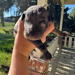 Gravity - Blue merle male Aussiedoodle puppy in Columbia Falls, Montana from Firefly Aussies & Aussiedoodles