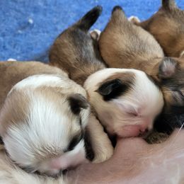 Shih Tzu Puppies from Shannon's Shih Tzu's