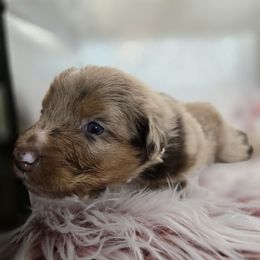 Australian Shepherd Puppies from Crooked Creek Australian Shepherds