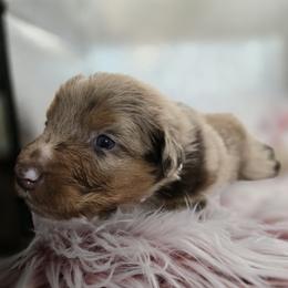 Australian Shepherd Puppies from Crooked Creek Australian Shepherds