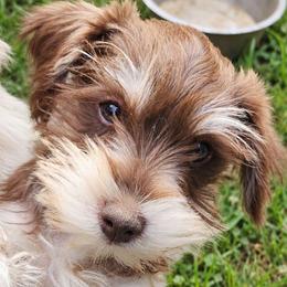Whimsy - Liver female Miniature Schnauzer puppy in Ferndale, Washington from Blackhorse Schnauzers Washington state