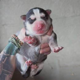 Boy 3 - Black and white male Siberian Husky puppy in Iron River, Wisconsin from Wiemeri Siberians