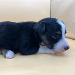 Girl 1 - Black tri female Toy Australian Shepherd puppy in Alabama from SBA Aussies