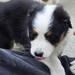 Boy 2 - Black tri-color male Australian Shepherd puppy in Ellensburg, Washington from CTC Aussies