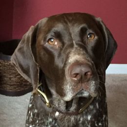 German Shorthaired Pointers from Benji's Bird Dogs