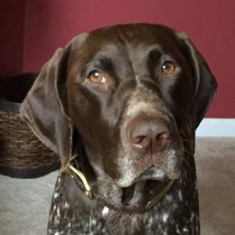 German Shorthaired Pointers from Benji's Bird Dogs