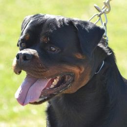 Seiko - Rottweiler